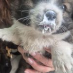 Mischling Balou, 09/2025 Endgröße ca. 35-40cm