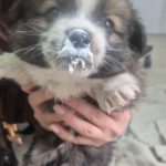 Mischling Balou, 09/2025 Endgröße ca. 35-40cm