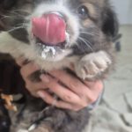 Mischling Balou, 09/2025 Endgröße ca. 35-40cm