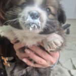 Mischling Balou, 09/2025 Endgröße ca. 35-40cm