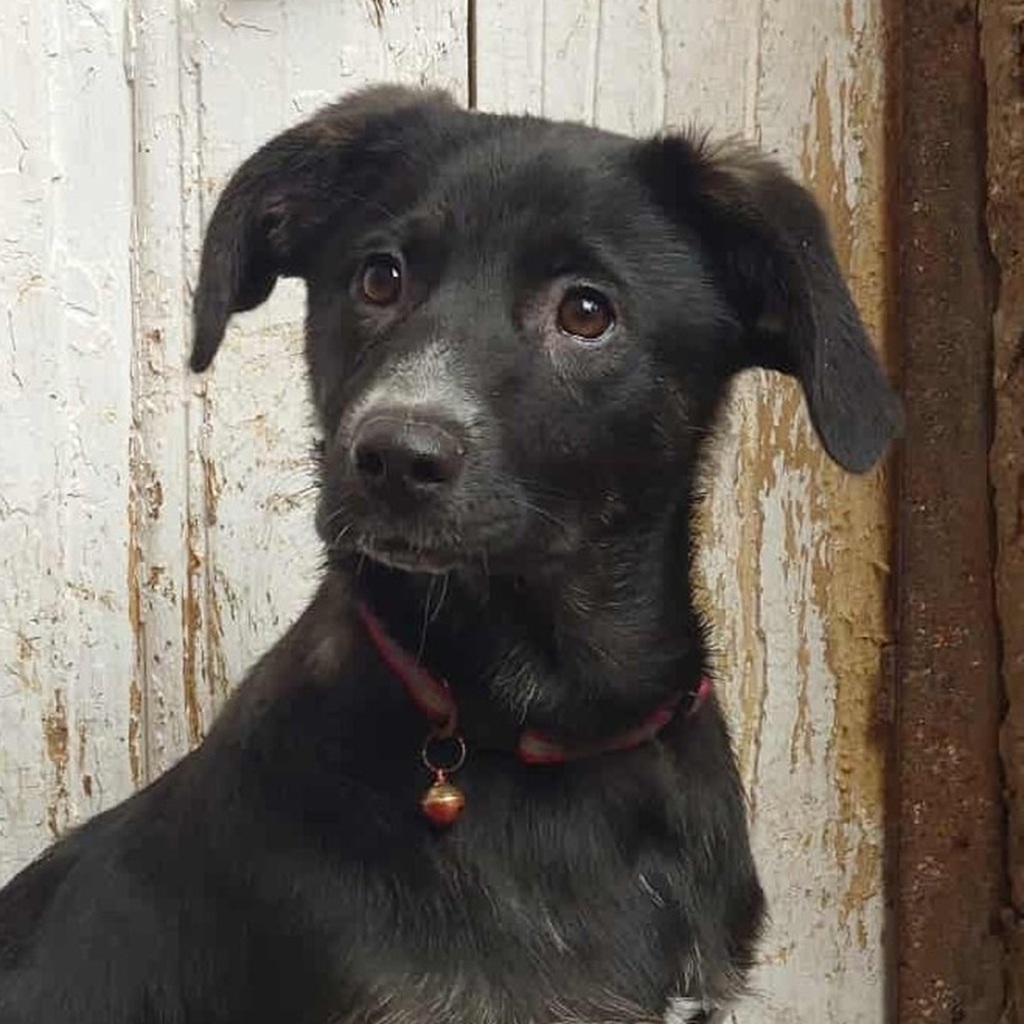 Mischling Barbie, 08/202,5 Endgröße ca. 40-45 cm