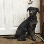 Mischling Barbie, 08/202,5 Endgröße ca. 40-45 cm