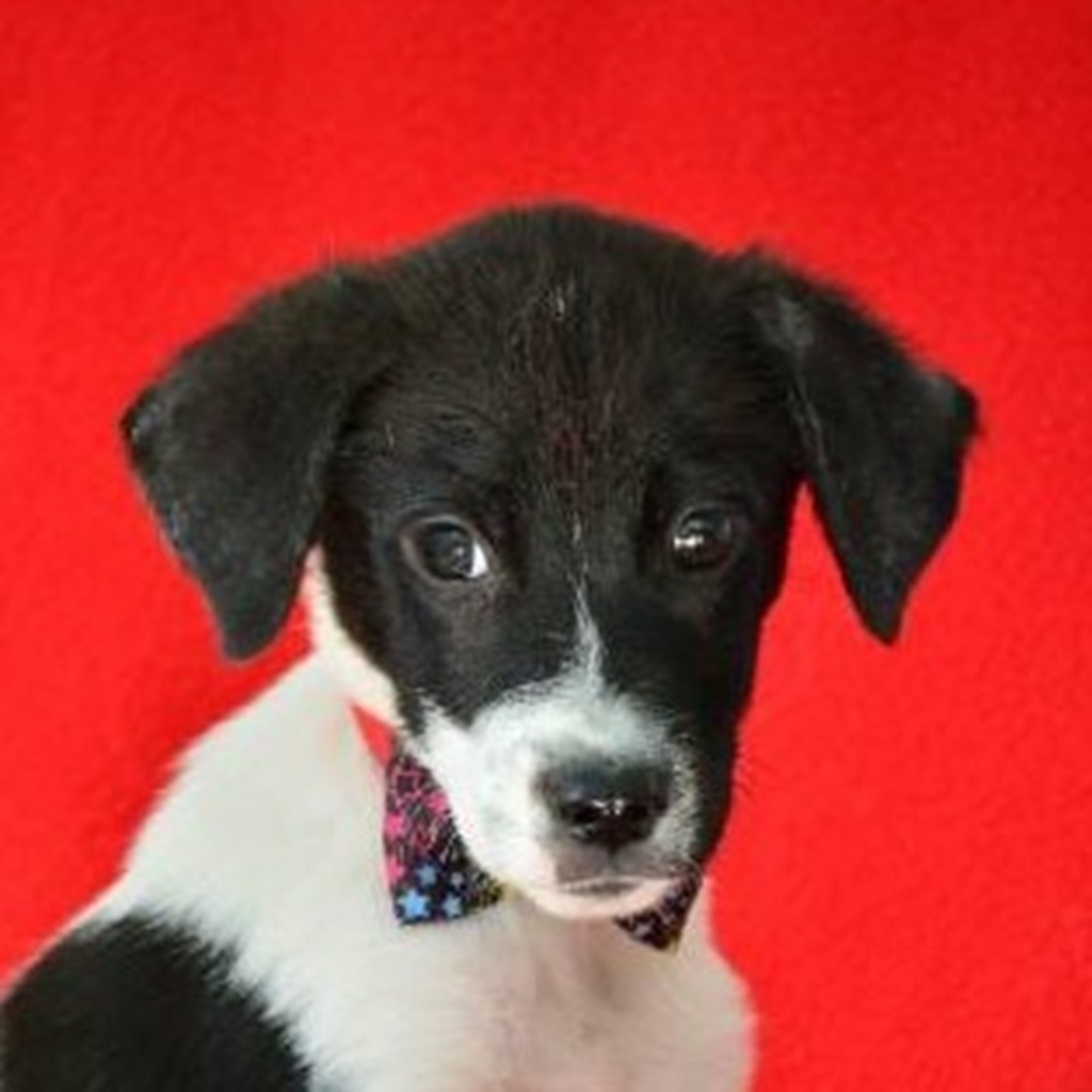 Mischling Barney, 06/2025, Endgröße ca. 40-45 cm