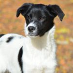 Mischling Barney, 06/2025, Endgröße ca. 40-45 cm