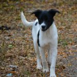 Mischling Barney, 06/2025, Endgröße ca. 40-45 cm