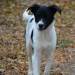 Mischling Barney, 06/2025, Endgröße ca. 40-45 cm