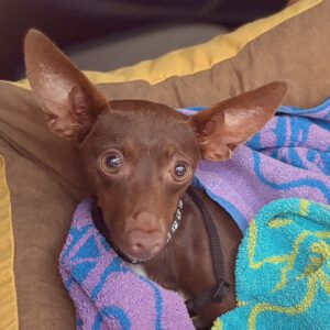 Pinscher Batman, 10/2022, ca. 30 cm, 67378 Zeiskam