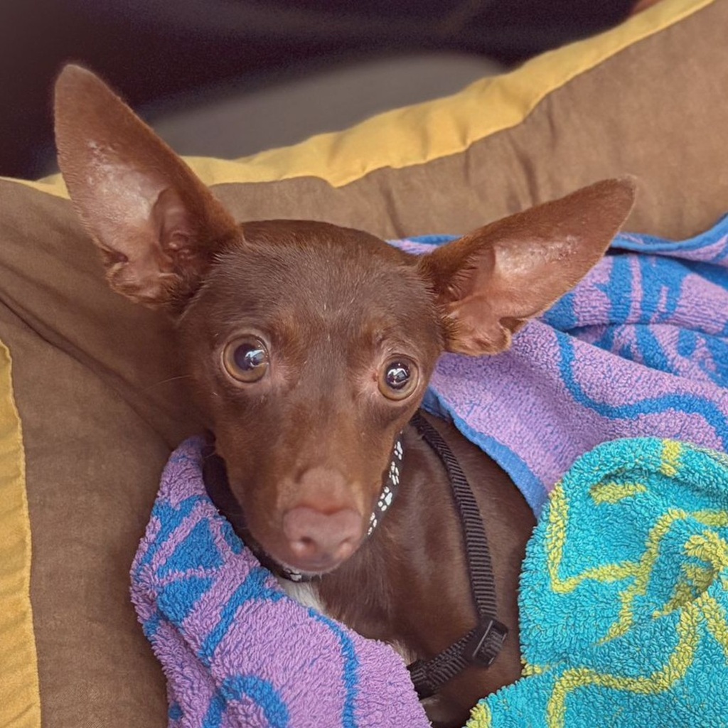 Pinscher Batman, 10/2022, ca. 30 cm, 67378 Zeiskam