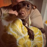 Pinscher Batman, 10/2022, ca. 30 cm, 67378 Zeiskam