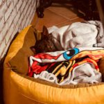 Pinscher Batman, 10/2022, ca. 30 cm, 67378 Zeiskam