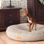 Pinscher Batman, 10/2022, ca. 30 cm, 67378 Zeiskam