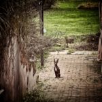 Pinscher Batman, 10/2022, ca. 30 cm, 67378 Zeiskam