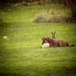 Pinscher Batman, 10/2022, ca. 30 cm, 67378 Zeiskam