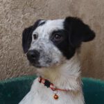 Mischling Bine, 08/2025, Endgröße ca. 50-55 cm