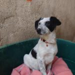 Mischling Bine, 08/2025, Endgröße ca. 40-45 cm