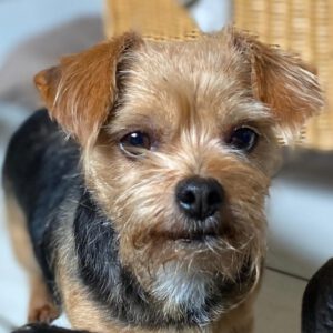 Yorkshire Terrier Mischling Chiquitina, 10/2019, ca. 26 cm, 21382 Brietlingen
