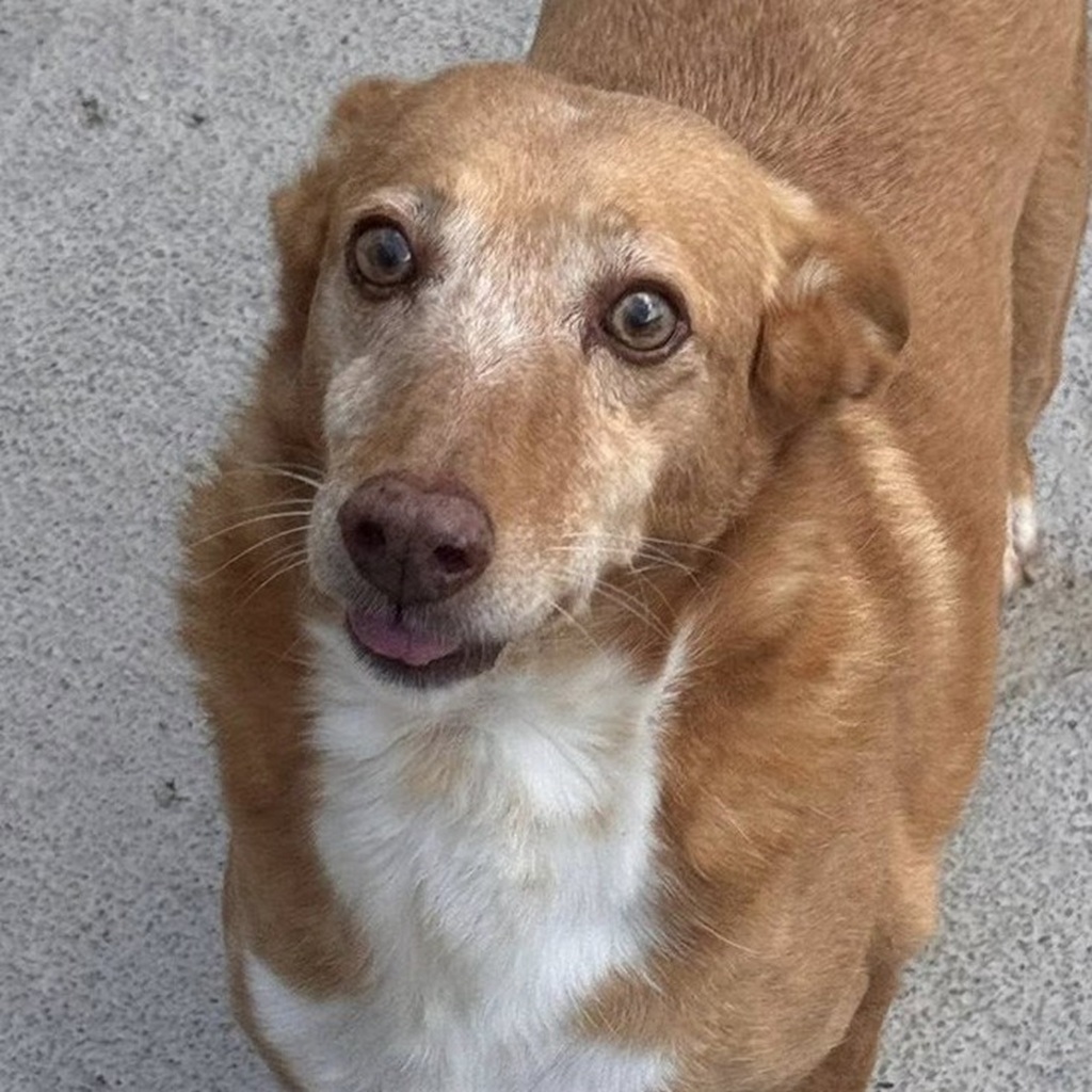 Podenco Chispi, 09/2013, 45 cm