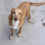 Podenco Chispi, 09/2013, 45 cm