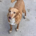 Podenco Chispi, 09/2013, 45 cm