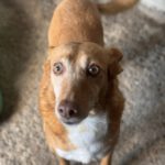 Podenco Chispi, 09/2013, 45 cm