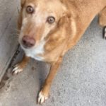 Podenco Chispi, 09/2013, 45 cm