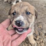 Mischling Cooper, 10/2025, Endgröße ca. 50-55 cm