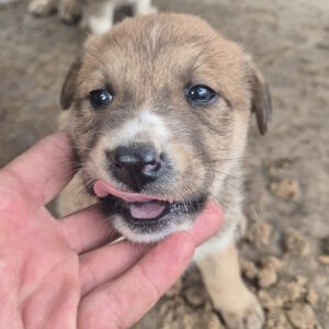 Mischling Cooper, 10/2025, Endgröße ca. 50-55 cm