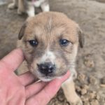 Mischling Cooper, 10/2025, Endgröße ca. 50-55 cm