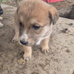 Mischling Cooper, 10/2025, Endgröße ca. 50-55 cm