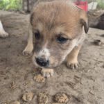 Mischling Cooper, 10/2025, Endgröße ca. 50-55 cm