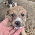 Mischling Cooper, 10/2025, Endgröße ca. 50-55 cm