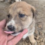 Mischling Cooper, 10/2025, Endgröße ca. 50-55 cm