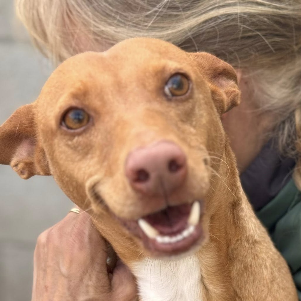 Podenco Discovery, 02/2022, ca. 45 cm