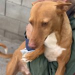 Podenco Discovery, 02/2022, ca. 45 cm