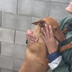 Podenco Discovery, 02/2022, ca. 45 cm