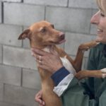 Podenco Discovery, 02/2022, ca. 45 cm