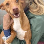 Podenco Discovery, 02/2022, ca. 45 cm