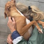 Podenco Discovery, 02/2022, ca. 45 cm