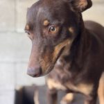 Podenco Mischling Estaquio, 02/2021, ca. 40 cm