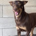 Podenco Mischling Estaquio, 02/2021, ca. 40 cm