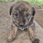 Mischling Greta, 10/2025, Endgröße ca. 50-55 cm