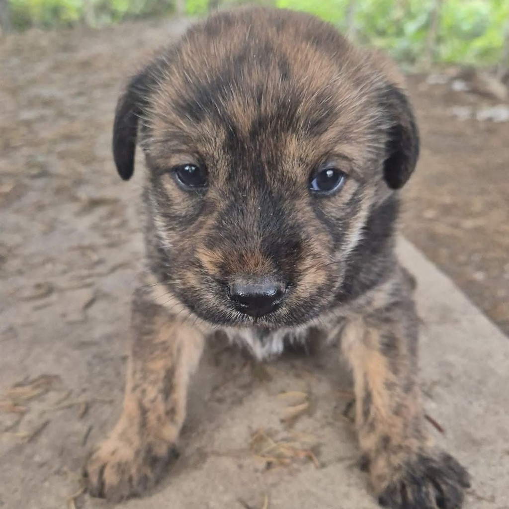 Mischling Greta, 10/2025, Endgröße ca. 50-55 cm