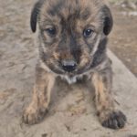 Mischling Greta, 10/2025, Endgröße ca. 50-55 cm