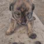 Mischling Greta, 10/2025, Endgröße ca. 50-55 cm