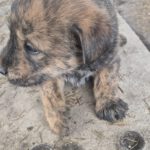 Mischling Greta, 10/2025, Endgröße ca. 50-55 cm