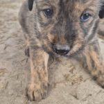 Mischling Greta, 10/2025, Endgröße ca. 50-55 cm