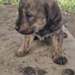 Mischling Greta, 10/2025, Endgröße ca. 50-55 cm