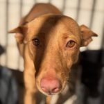 Podenco Harriet, 10/2022 Größe, ca. 40 cm