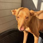 Podenco Harriet, 10/2022 Größe, ca. 40 cm