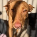 Podenco Harriet, 10/2022 Größe, ca. 40 cm